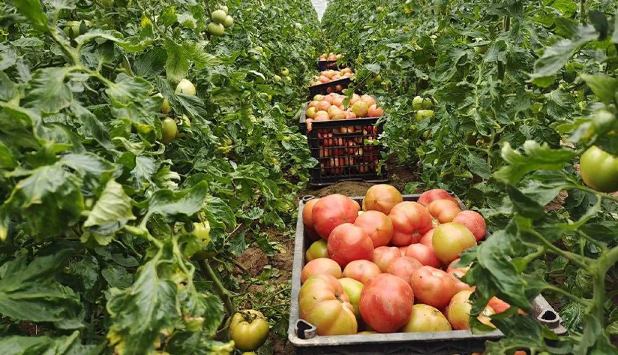 Tracking Freshness: RFID in Vegetable Supply Chains - RFID Label