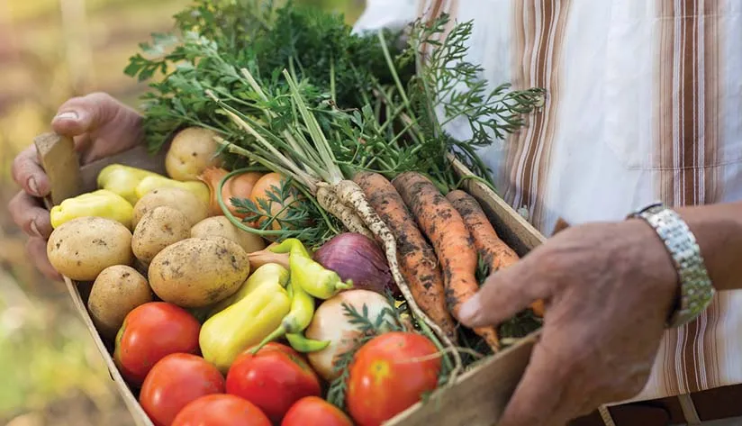Agriculture Cultivating Efficiency from Farm to Table